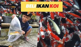 Ikan Koi Besar Murah